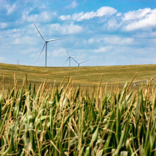 Nebraska cornfield with wind turbines