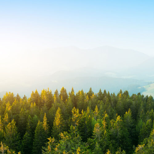 aerial view of forest